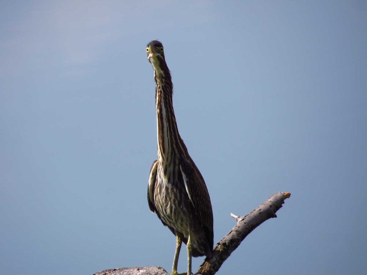 Green Heron - ML260154971