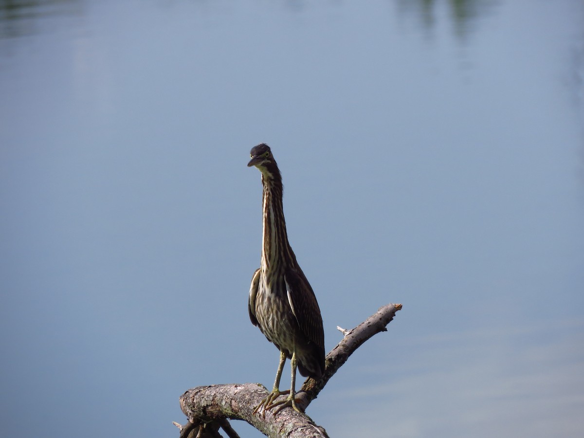 Green Heron - ML260154991