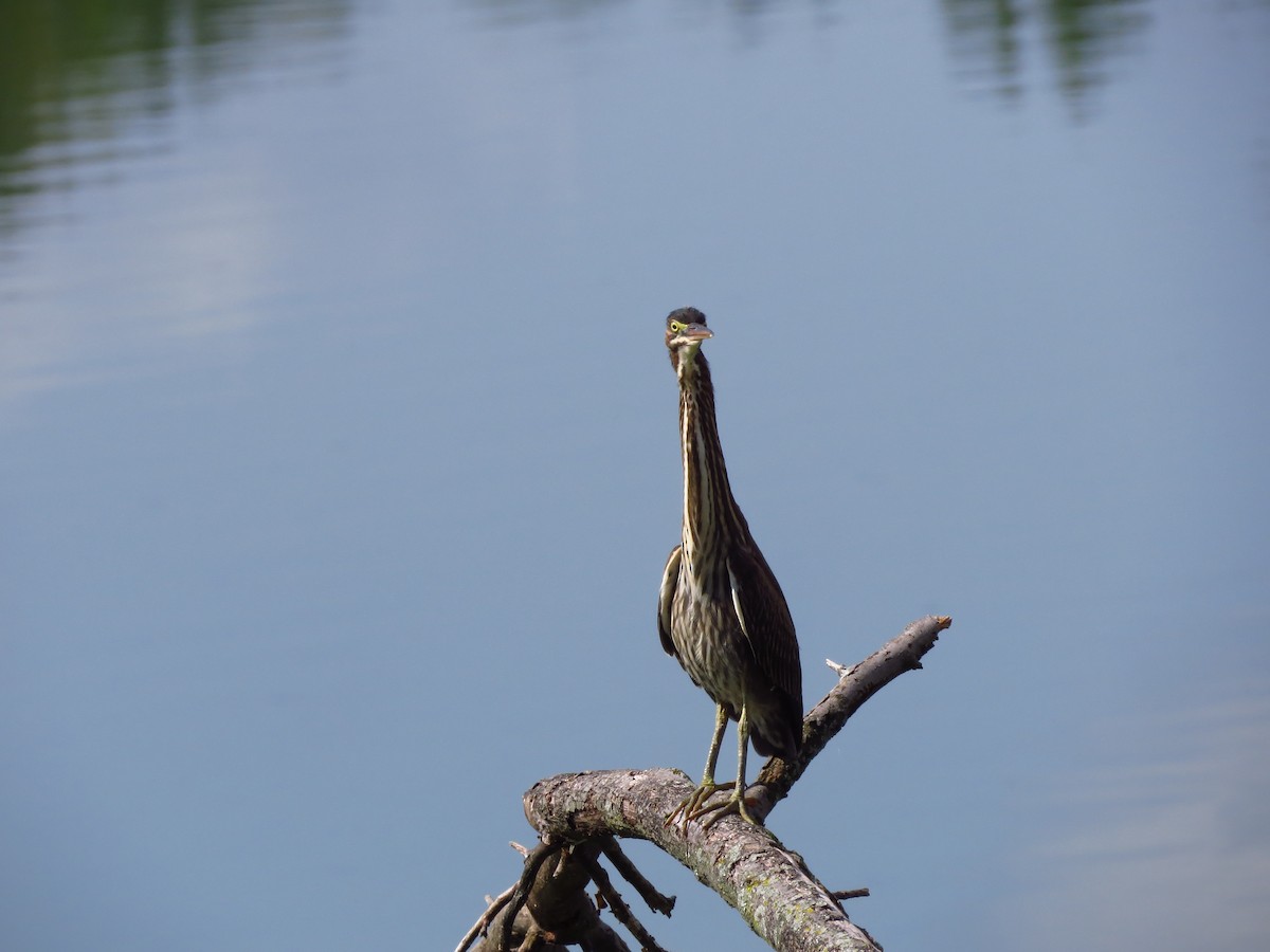 Green Heron - ML260155001