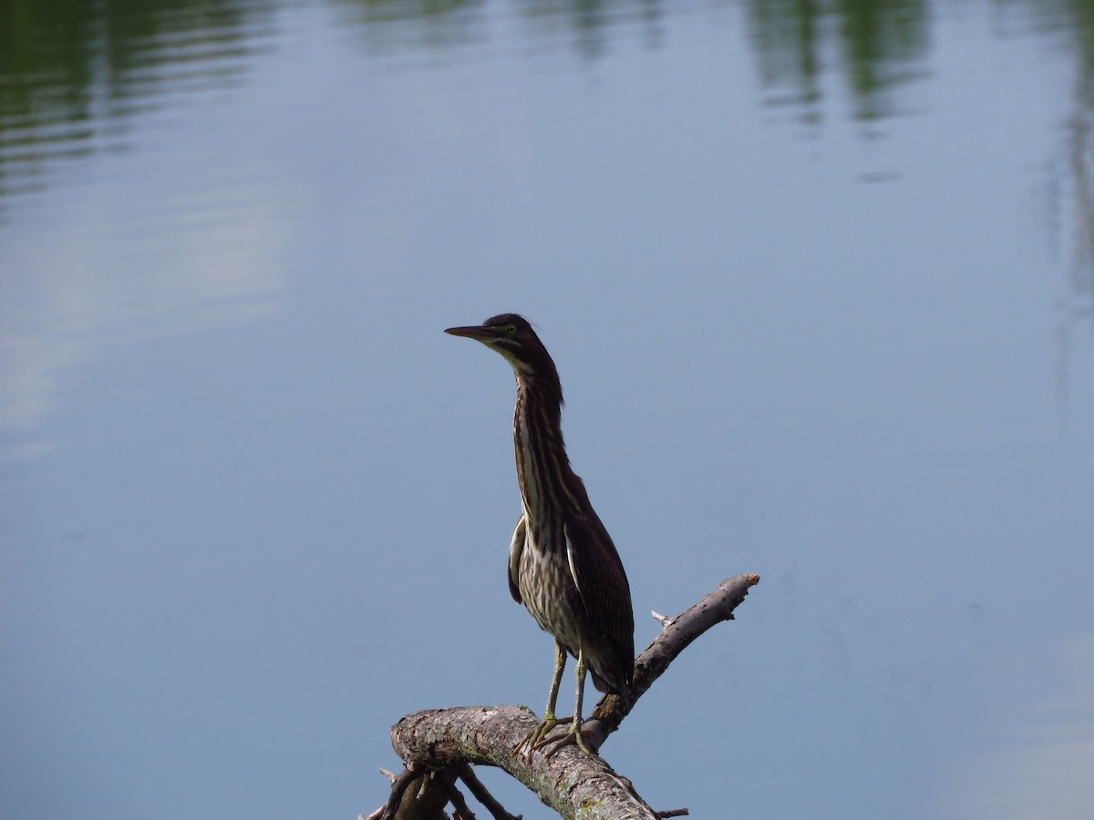 Green Heron - ML260155011