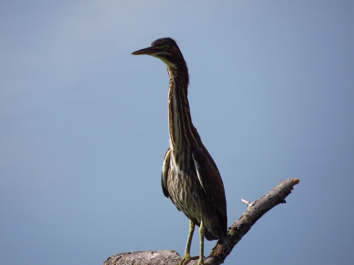 Green Heron - ML260155031