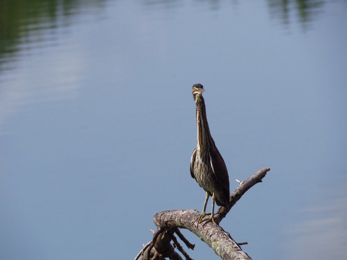 Green Heron - ML260155071