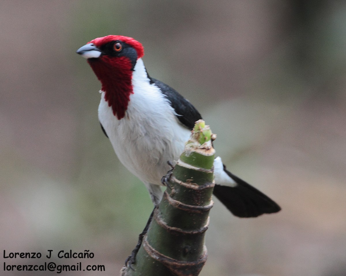 Masked Cardinal - Lorenzo Calcaño