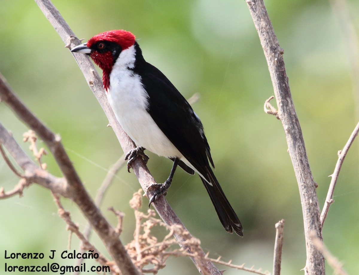 Masked Cardinal - ML260157281