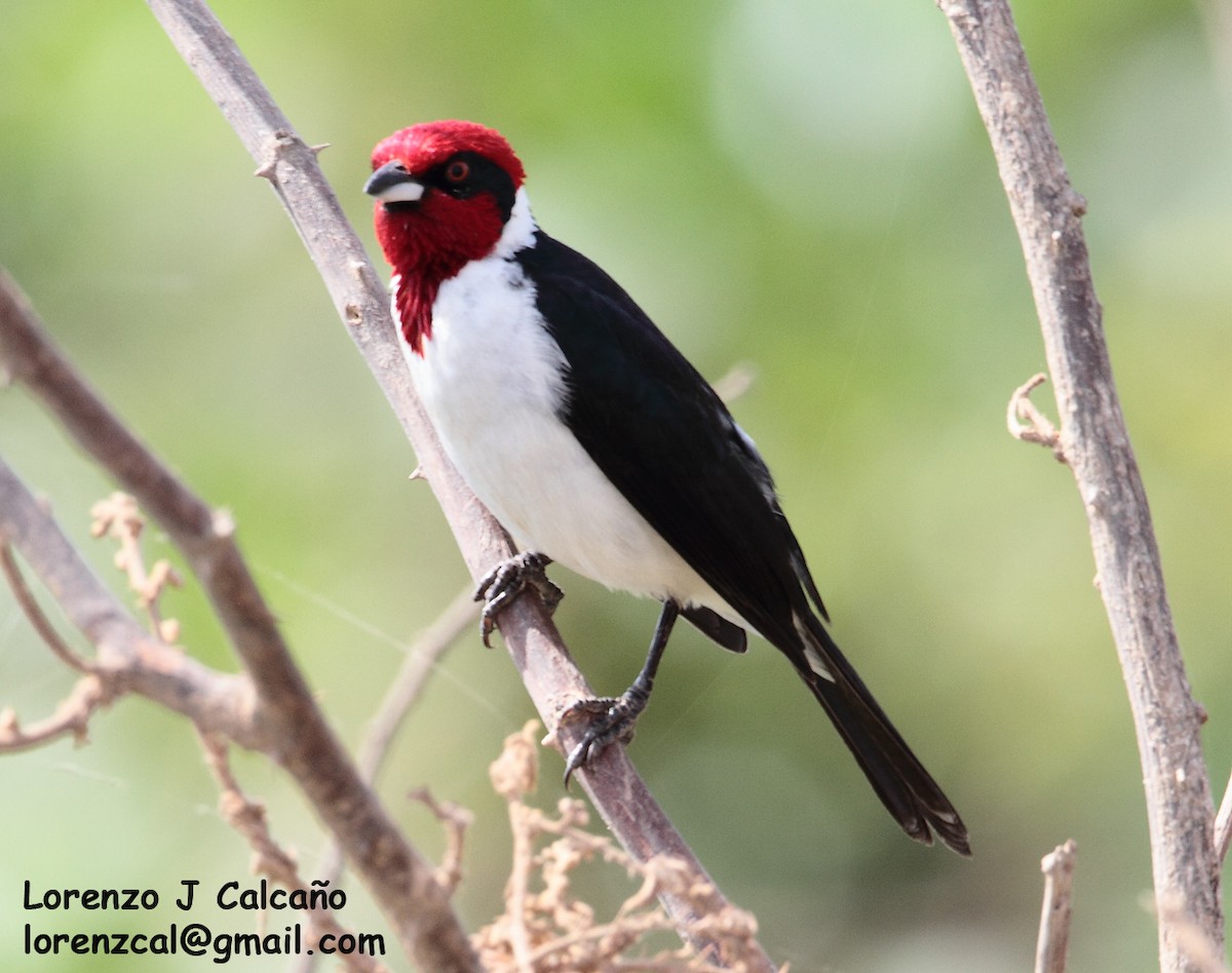 Masked Cardinal - Lorenzo Calcaño