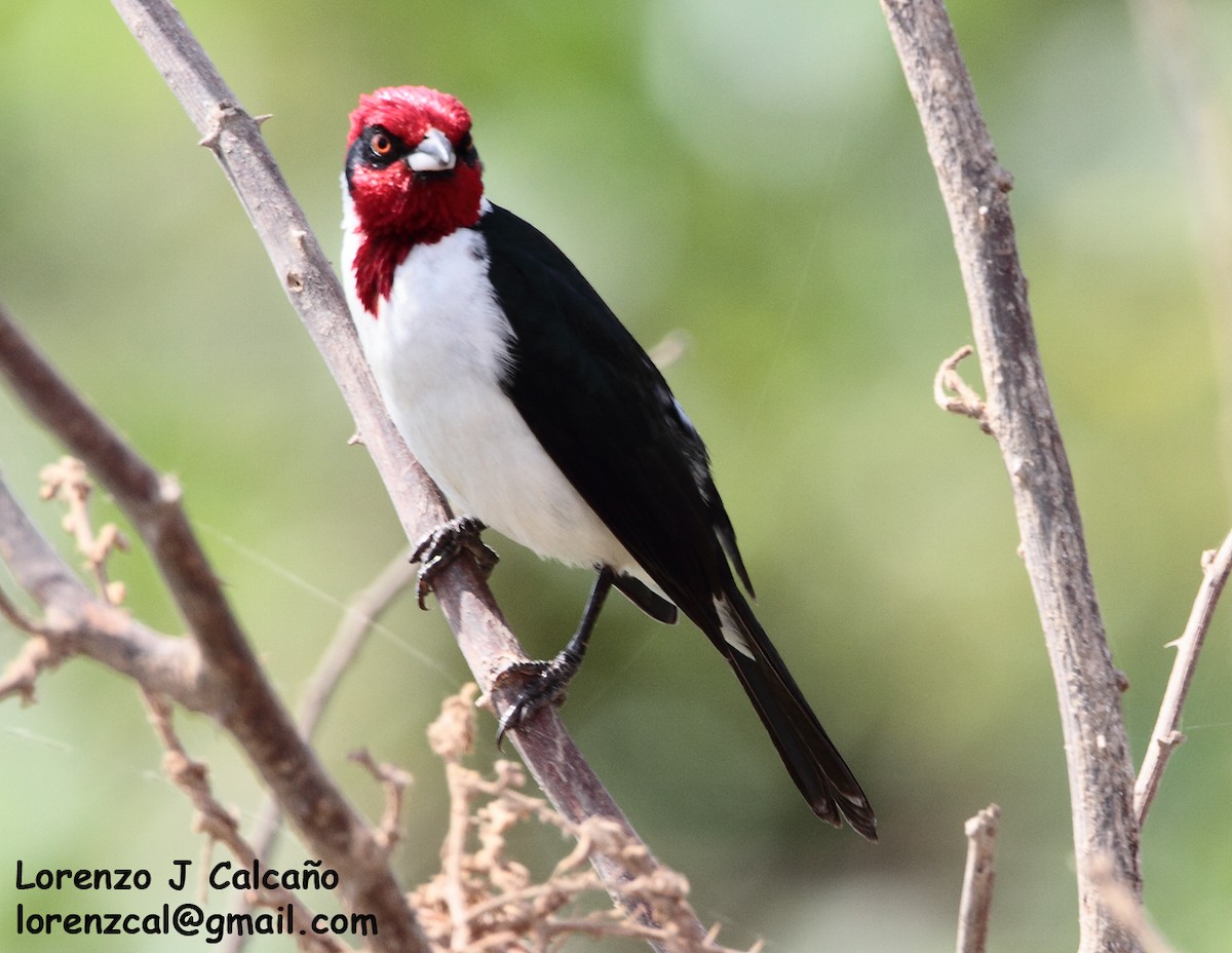 Masked Cardinal - ML260157501