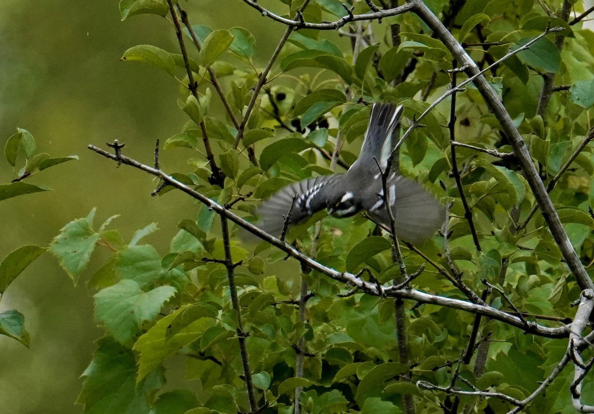 Black-throated Gray Warbler - ML260159061