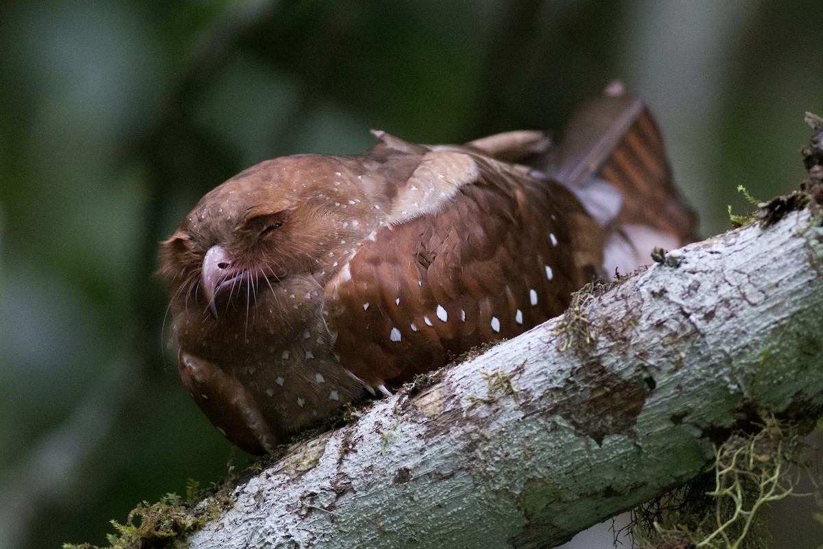 Oilbird - Chris Wood