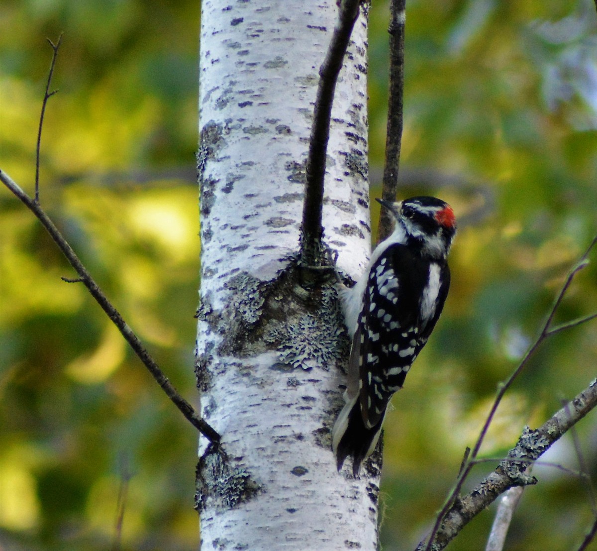 Downy Woodpecker - Robert Norton