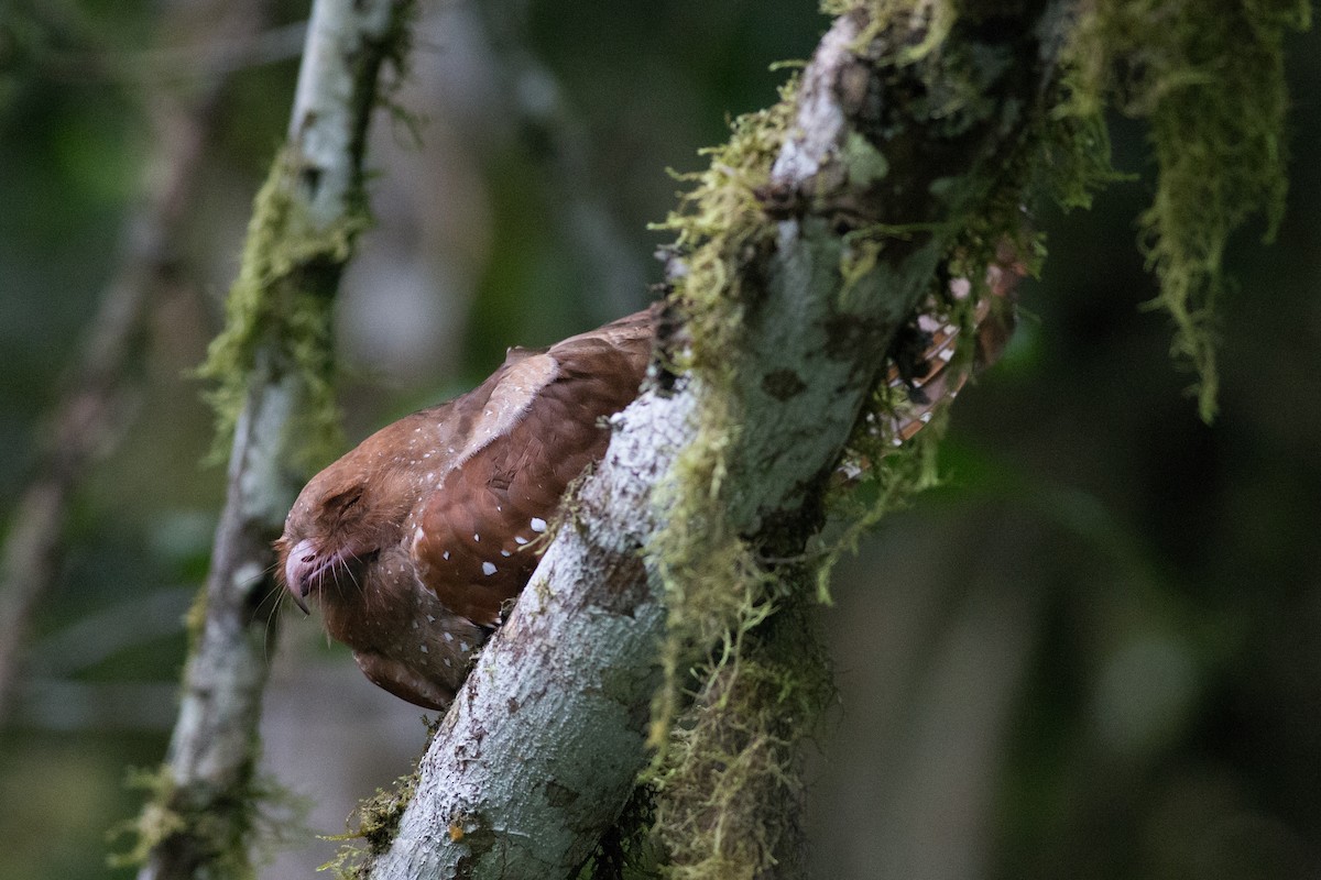 Oilbird - Chris Wood