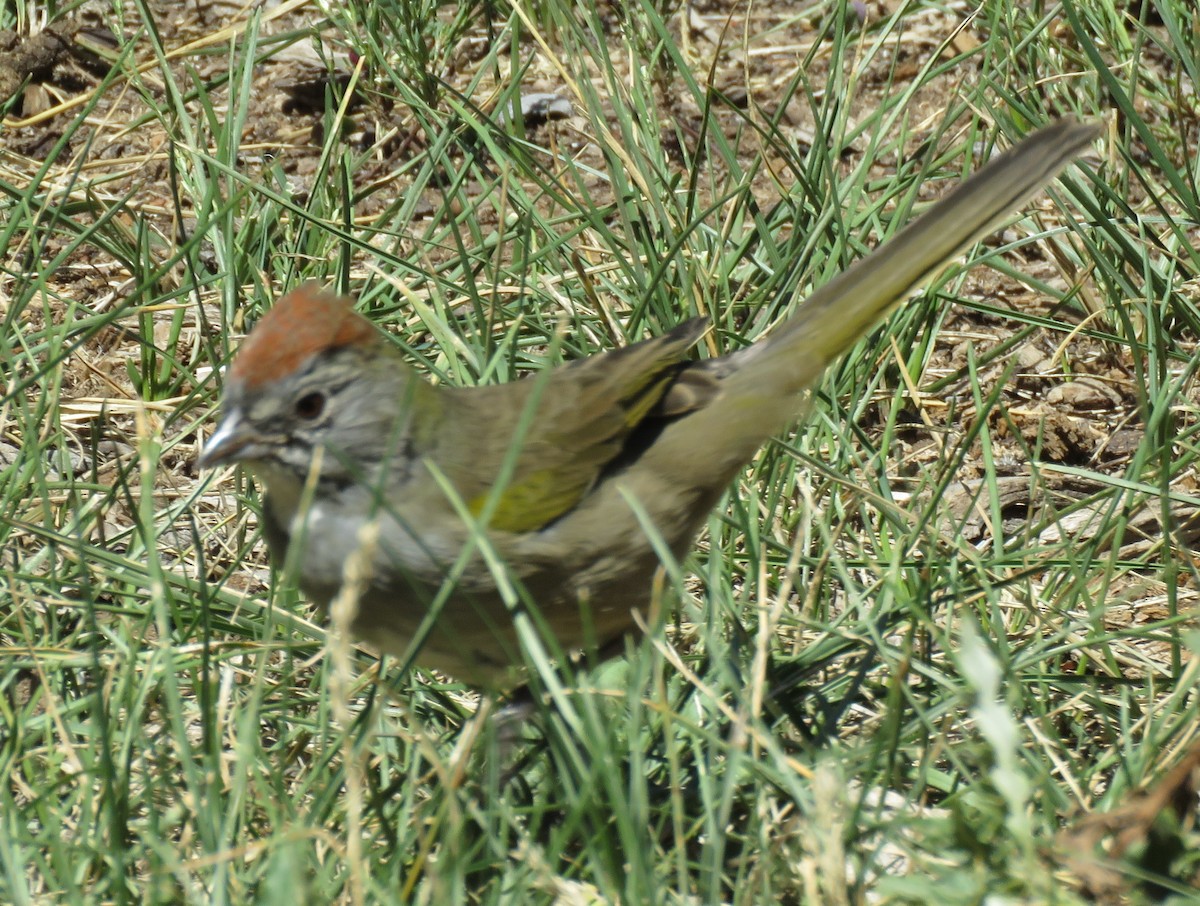 Green-tailed Towhee - Byron Greco