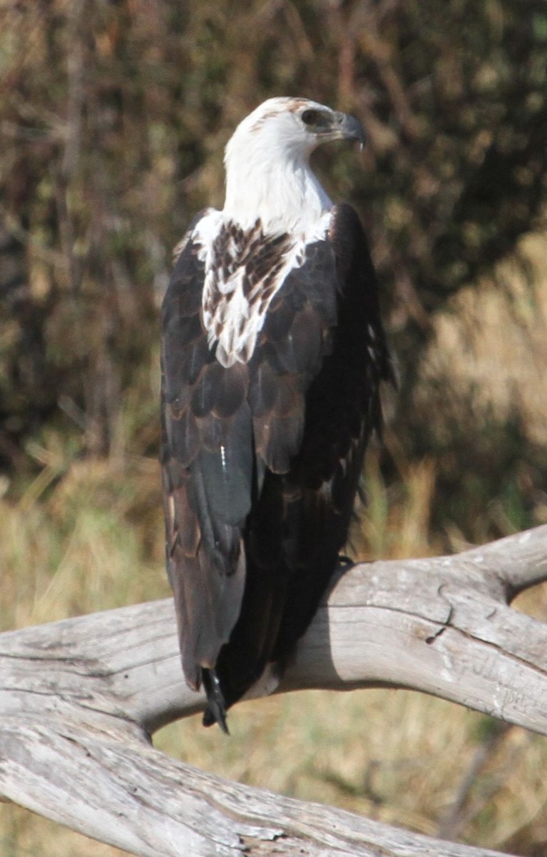 African Fish-Eagle - ML26016161