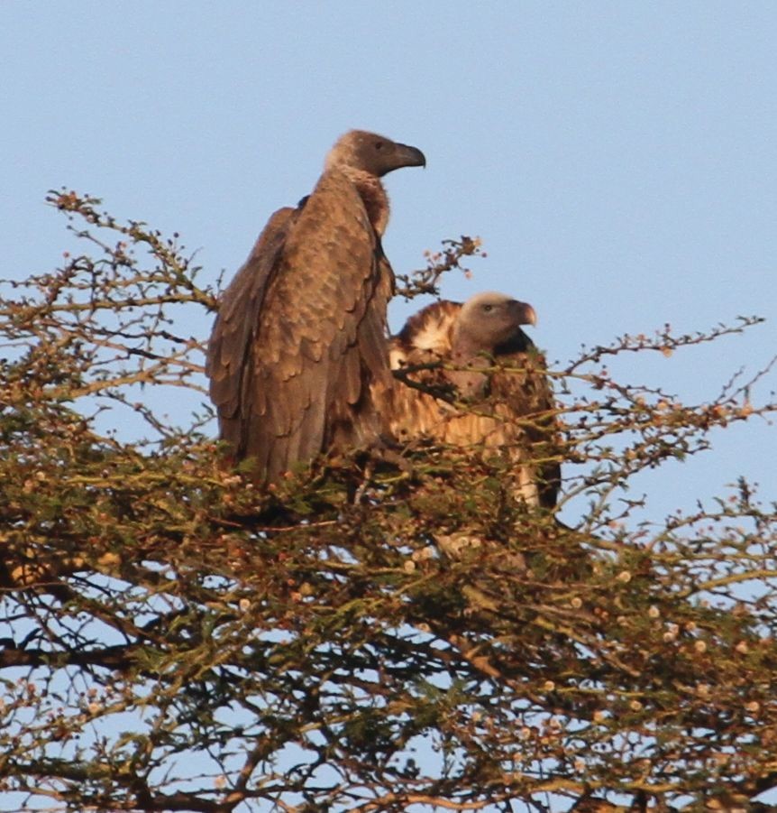 White-backed Vulture - ML26016171