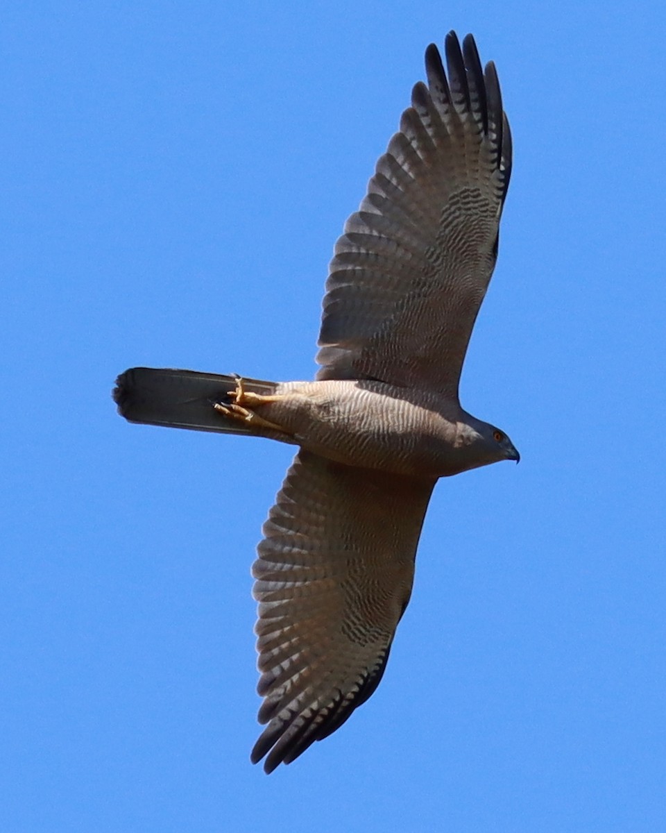 eBird Checklist - 5 Sep 2020 - Toolakea - 29 species