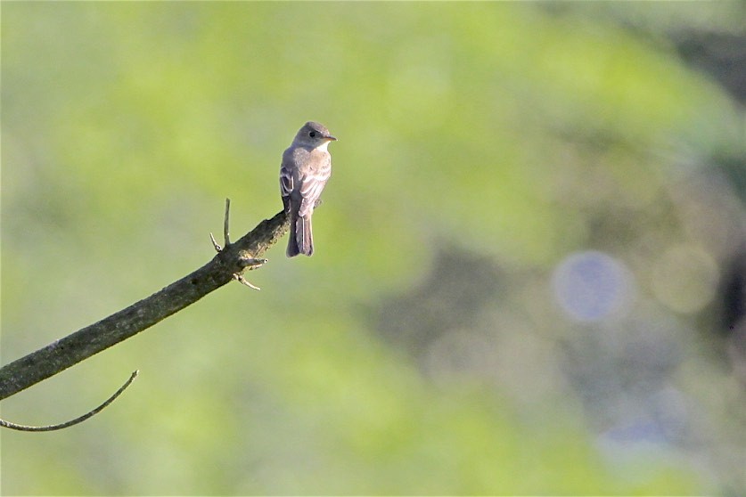 Alder/Willow Flycatcher (Traill's Flycatcher) - Vickie Baily