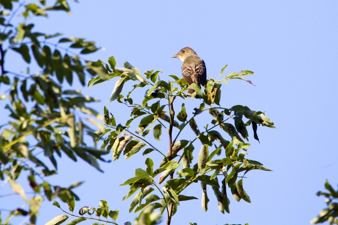 Alder/Willow Flycatcher (Traill's Flycatcher) - ML260164371