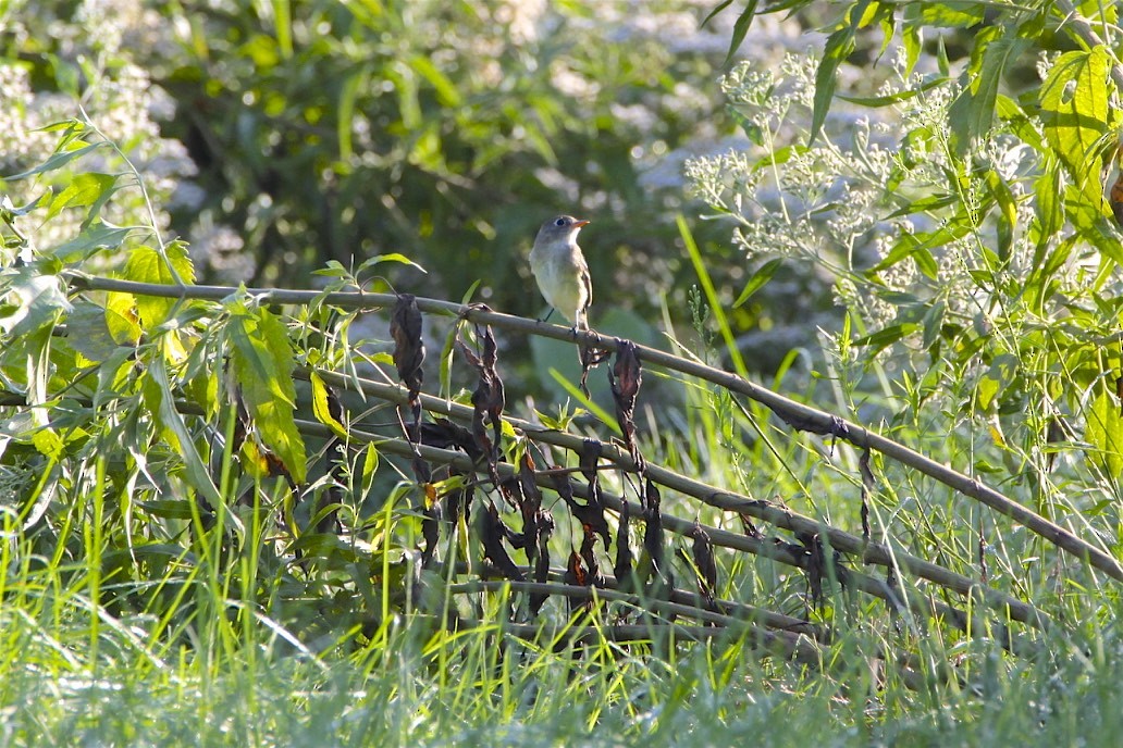 Least Flycatcher - ML260164391