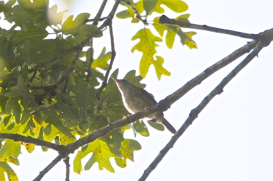 Carolina Wren - ML260165061