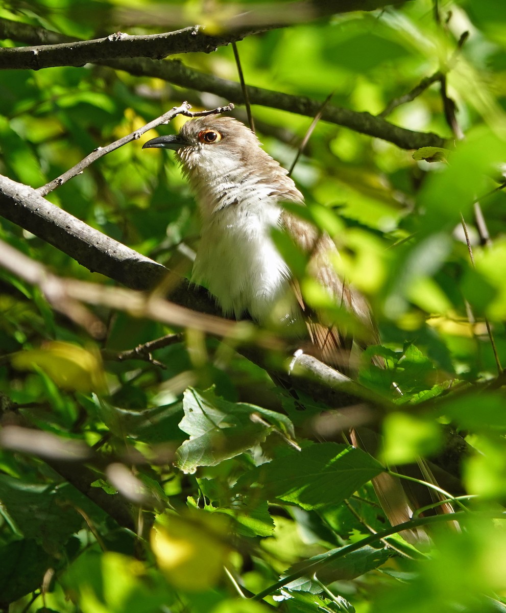 Black-billed Cuckoo - Lin McGrew