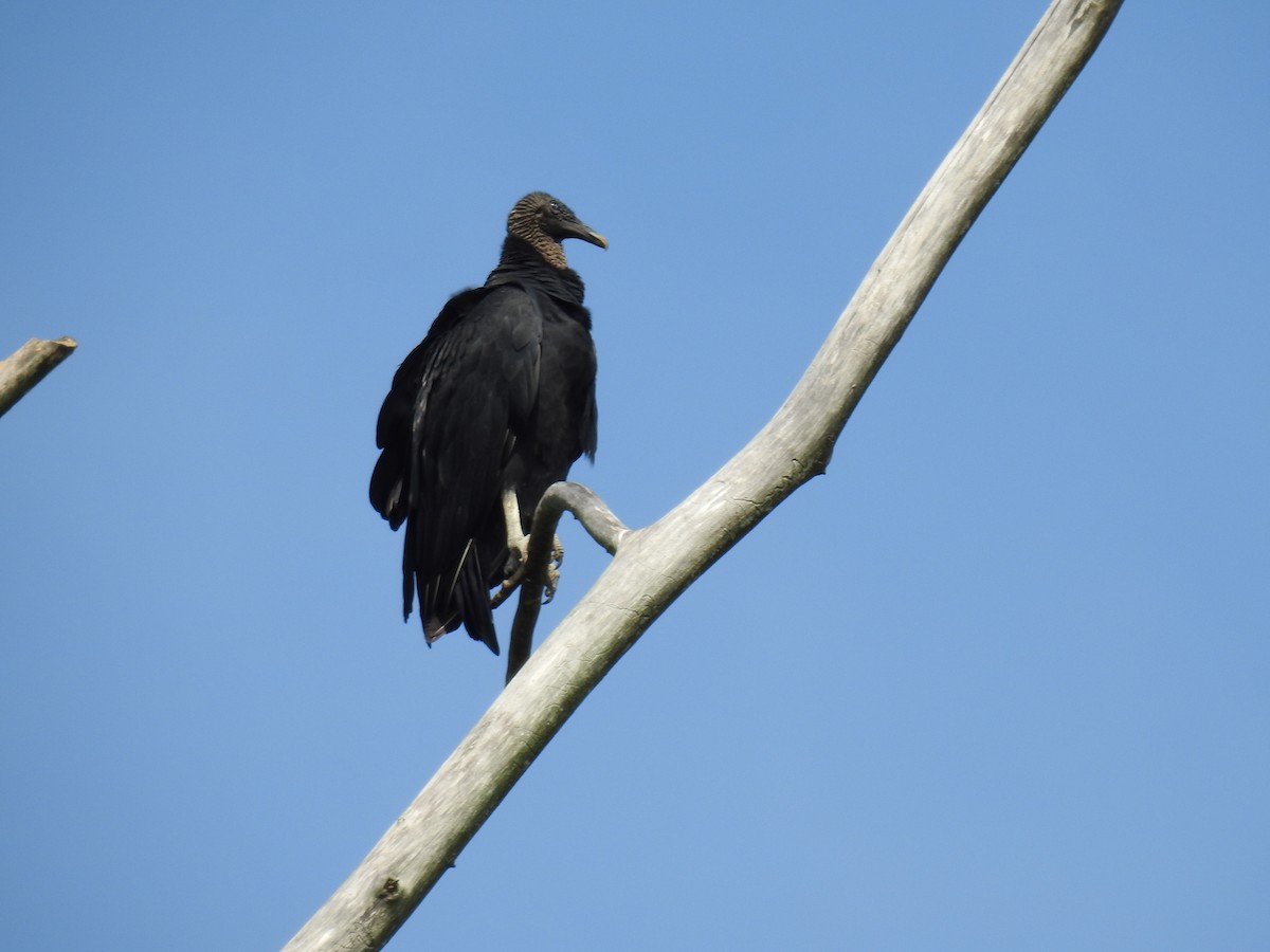 Black Vulture - ML260166351