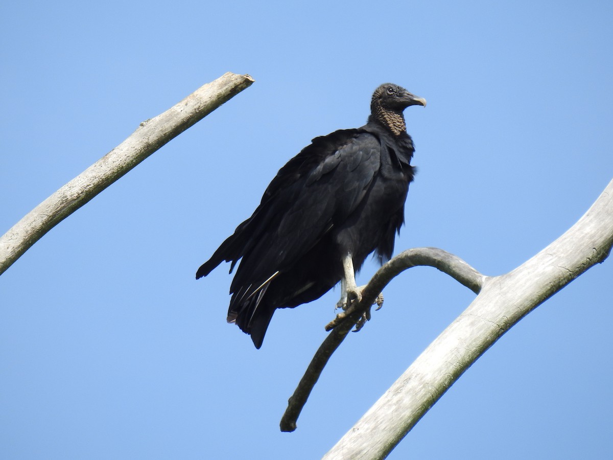 Black Vulture - ML260166391