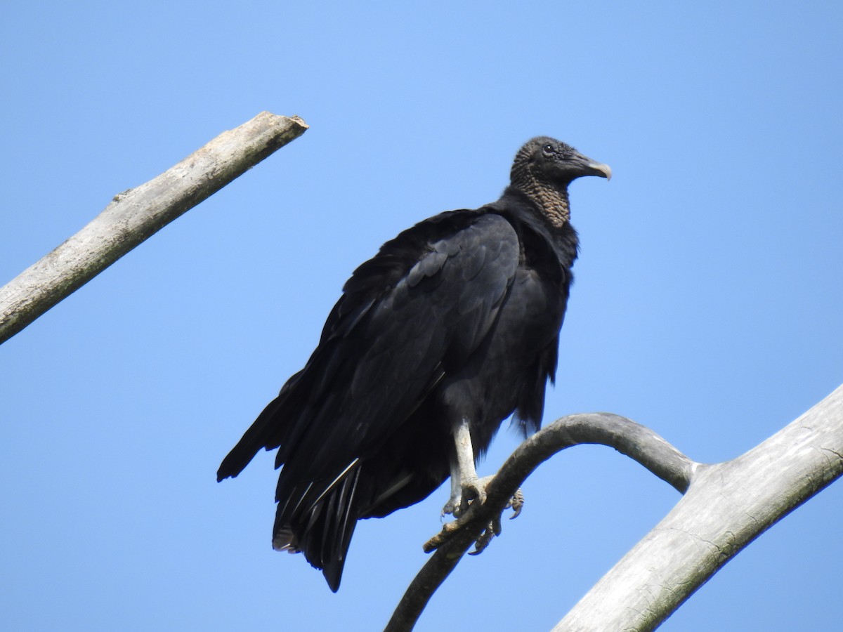 Black Vulture - ML260166401