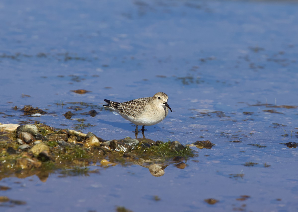 Baird's Sandpiper - ML260169831