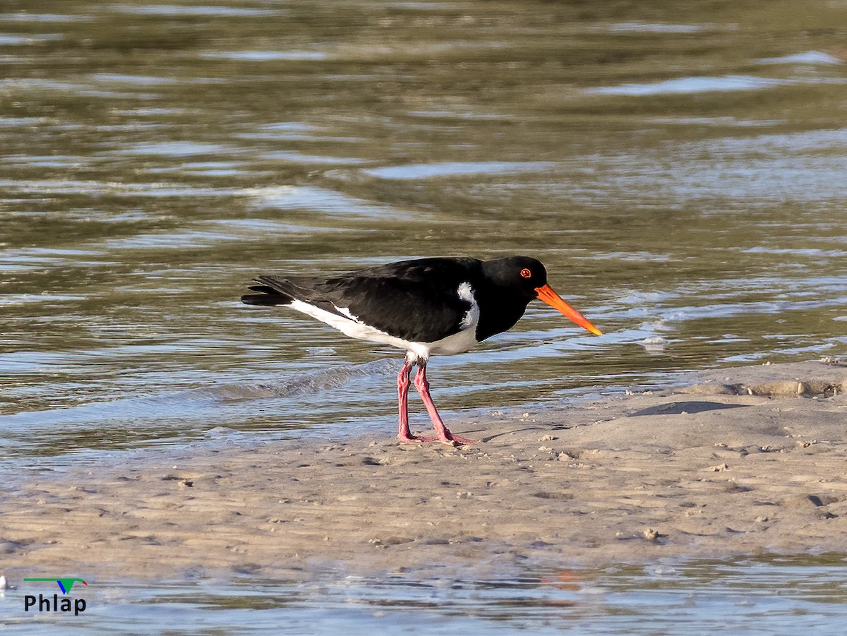 Pied Oystercatcher - ML260170681