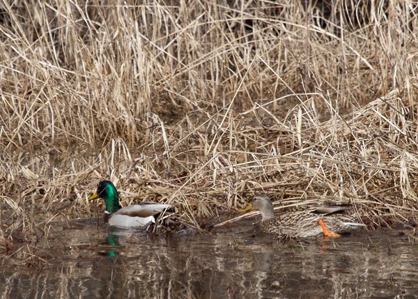 Mallard - Lori Widmann