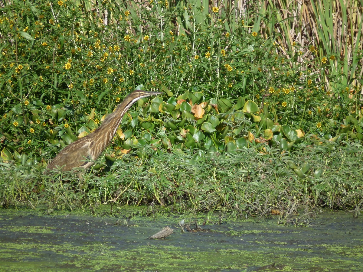 American Bittern - ML260171581