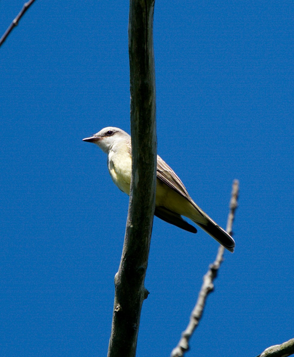 Western Kingbird - David Provencher