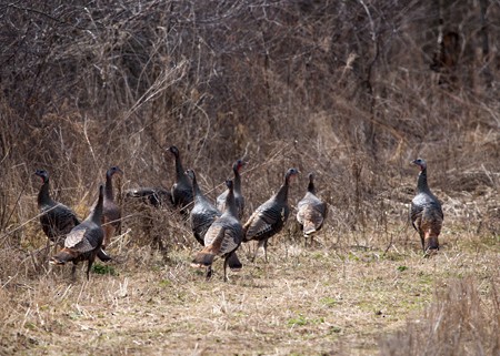 Wild Turkey - Lori Widmann