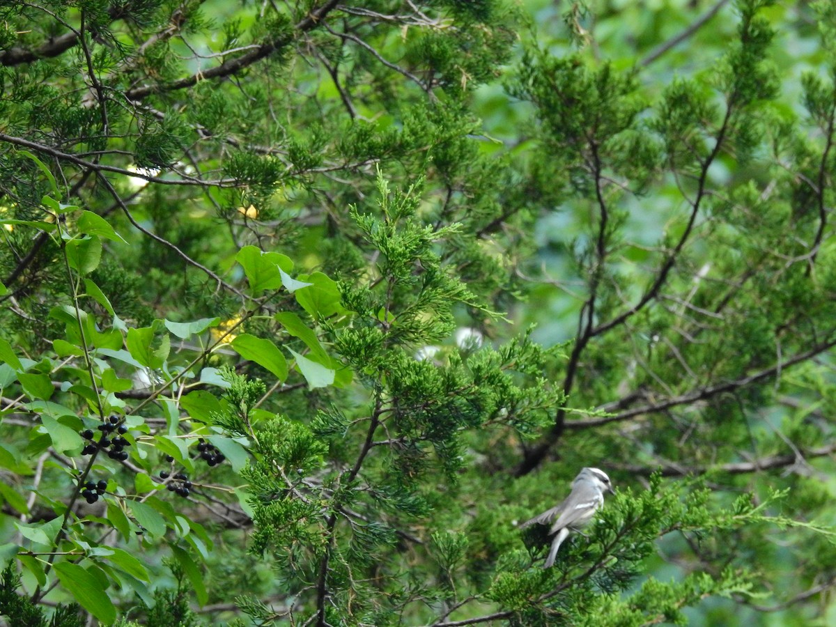 Black-throated Gray Warbler - ML260173691