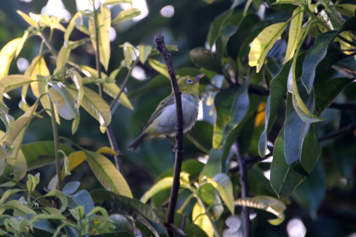 Lowland White-eye - ML260174951