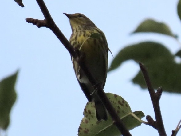 Cape May Warbler - ML260174961