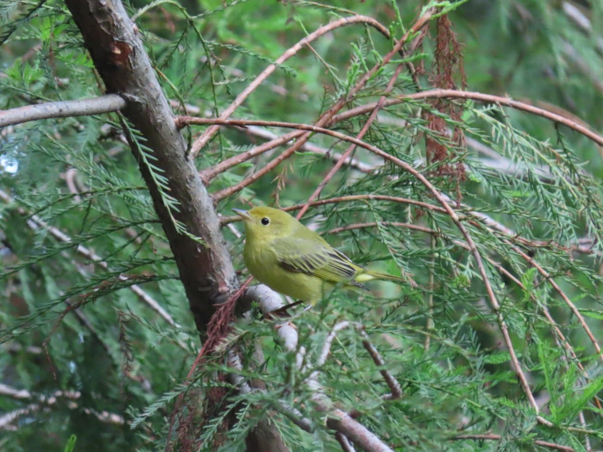 Yellow Warbler - ML260175101