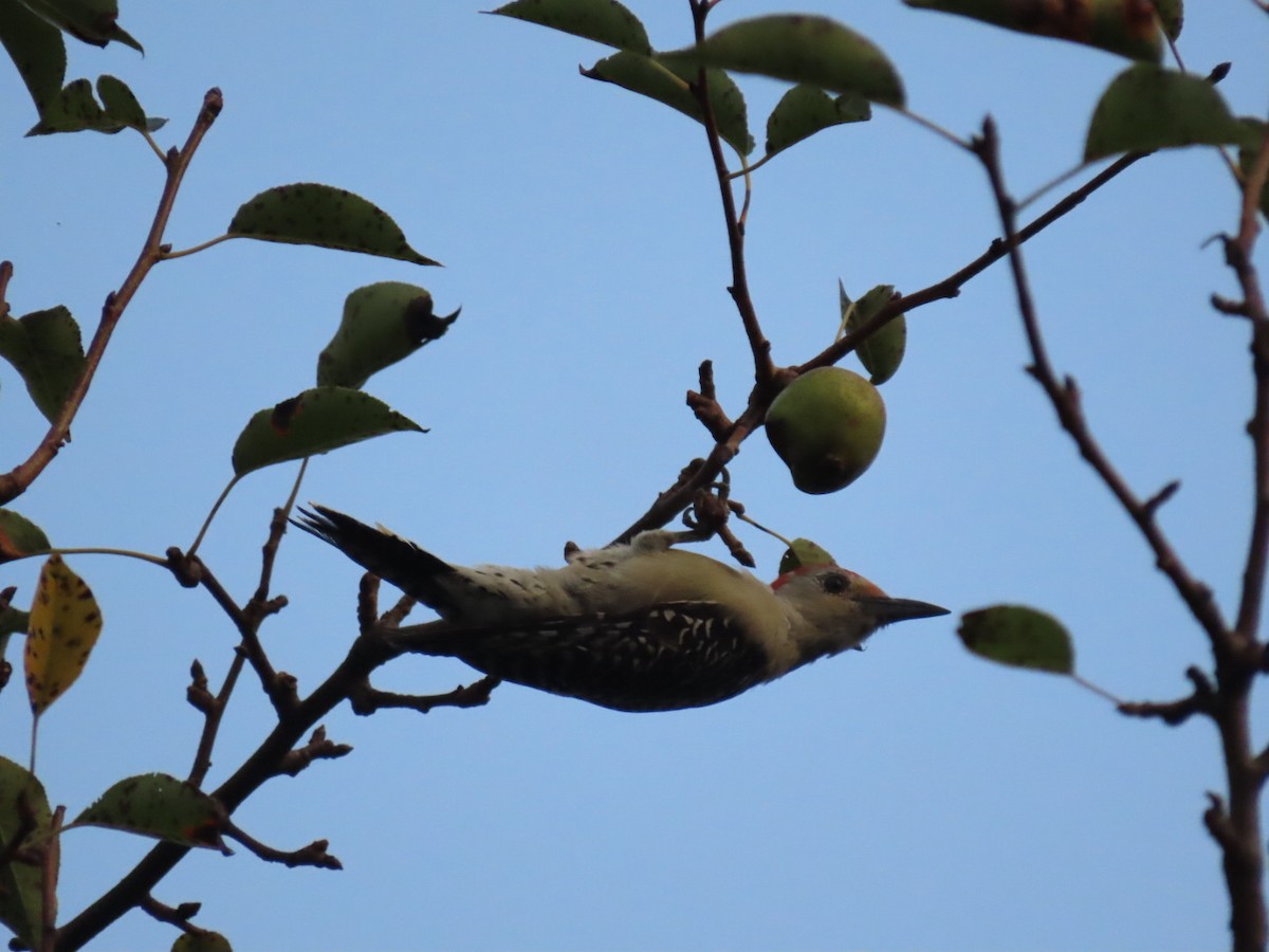 Red-bellied Woodpecker - ML260175191