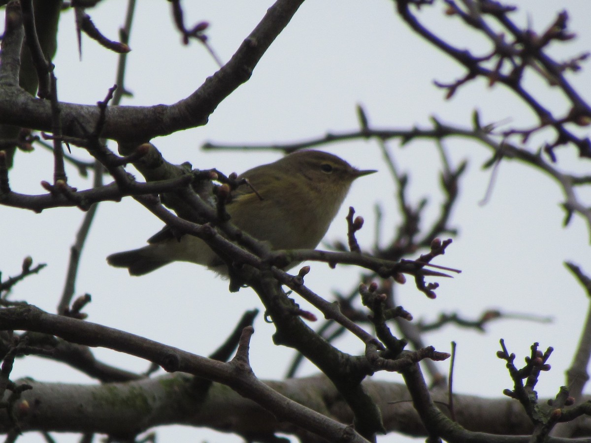 Mosquitero Común - ML26017541