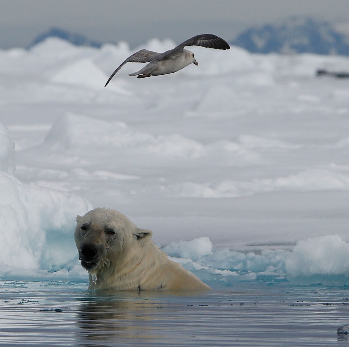 Fulmar Boreal - ML260176171