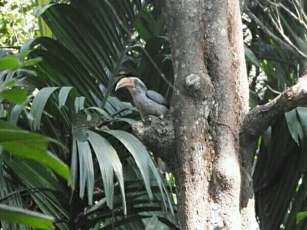 Malabar Gray Hornbill - ML260178961