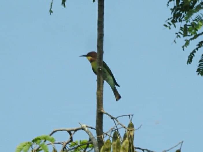 Chestnut-headed Bee-eater - ML260179011