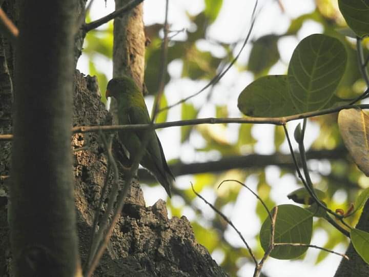 Vernal Hanging-Parrot - ML260179121