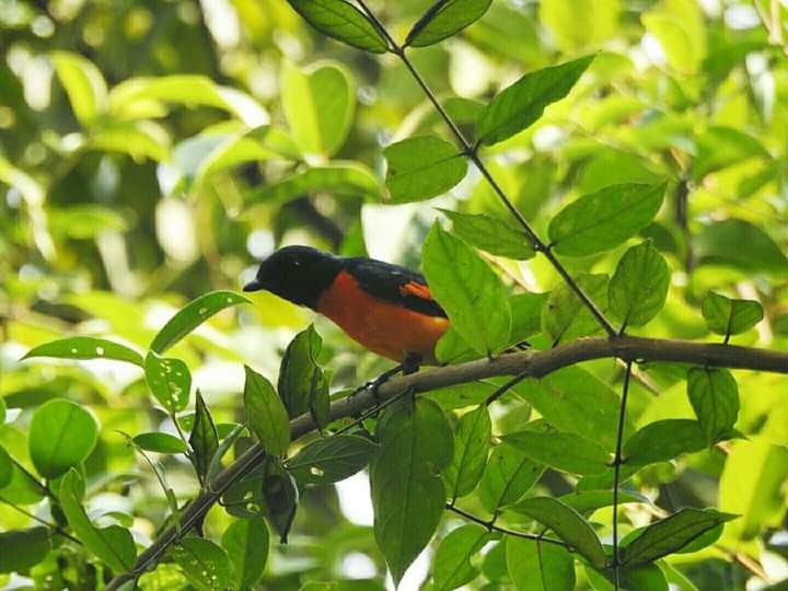 Orange Minivet - ML260179201