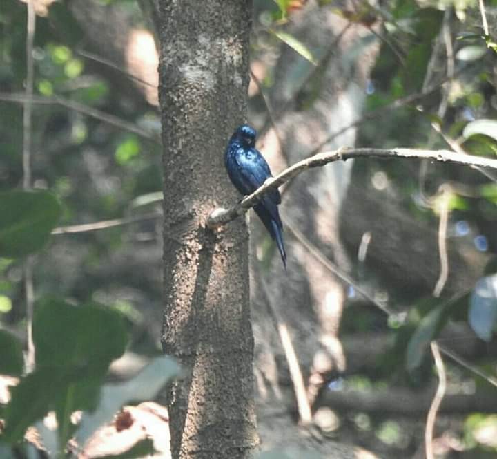 Black Drongo - ML260179231