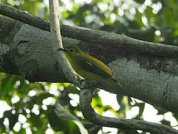 White-browed Bulbul - ML260179321