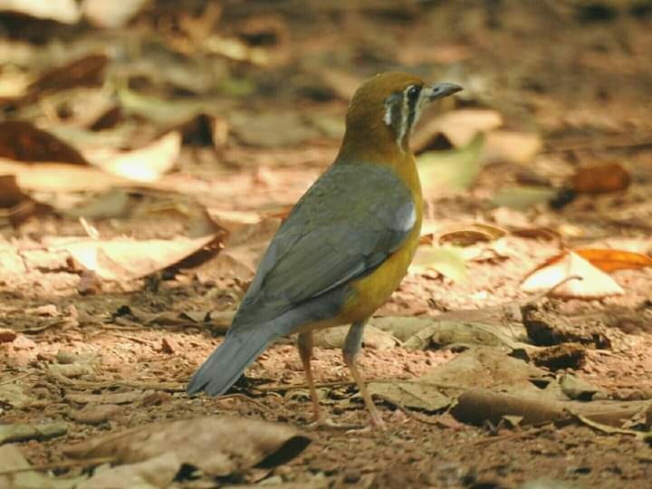 Orange-headed Thrush - ML260179551