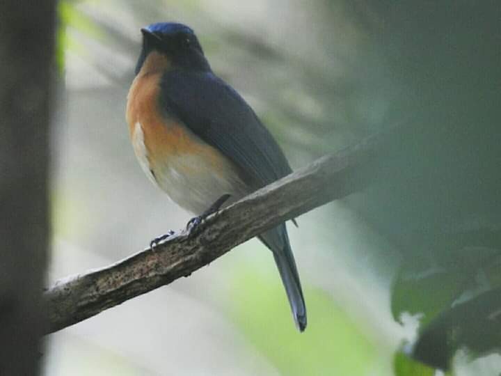 Tickell's Blue Flycatcher - ML260179601