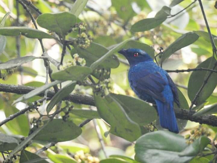 Asian Fairy-bluebird - ML260179691