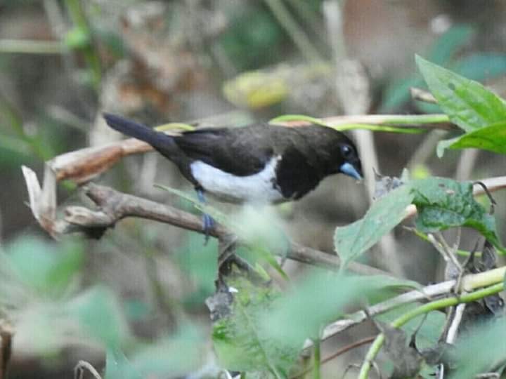 White-rumped Munia - ML260179731