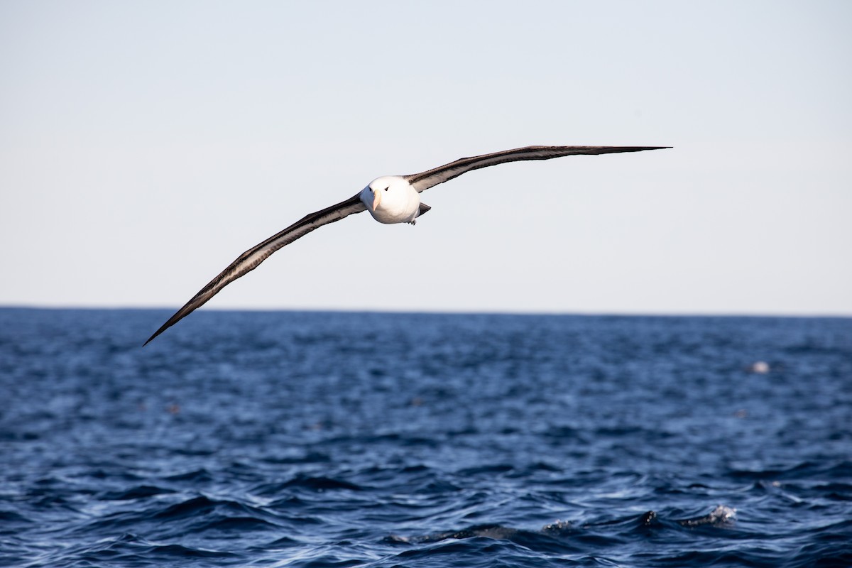 Albatros Ojeroso (melanophris) - ML260180821